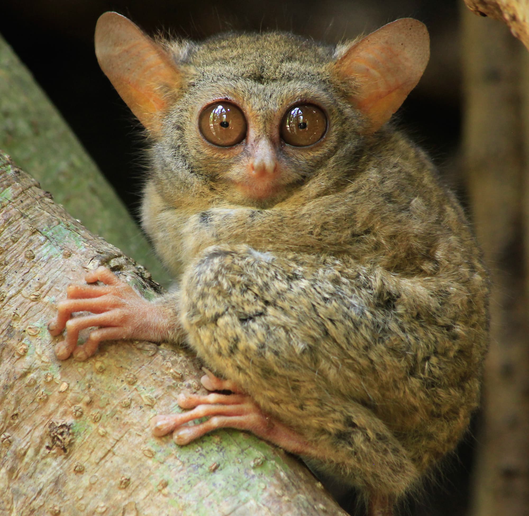 Tarsius Gurskyae