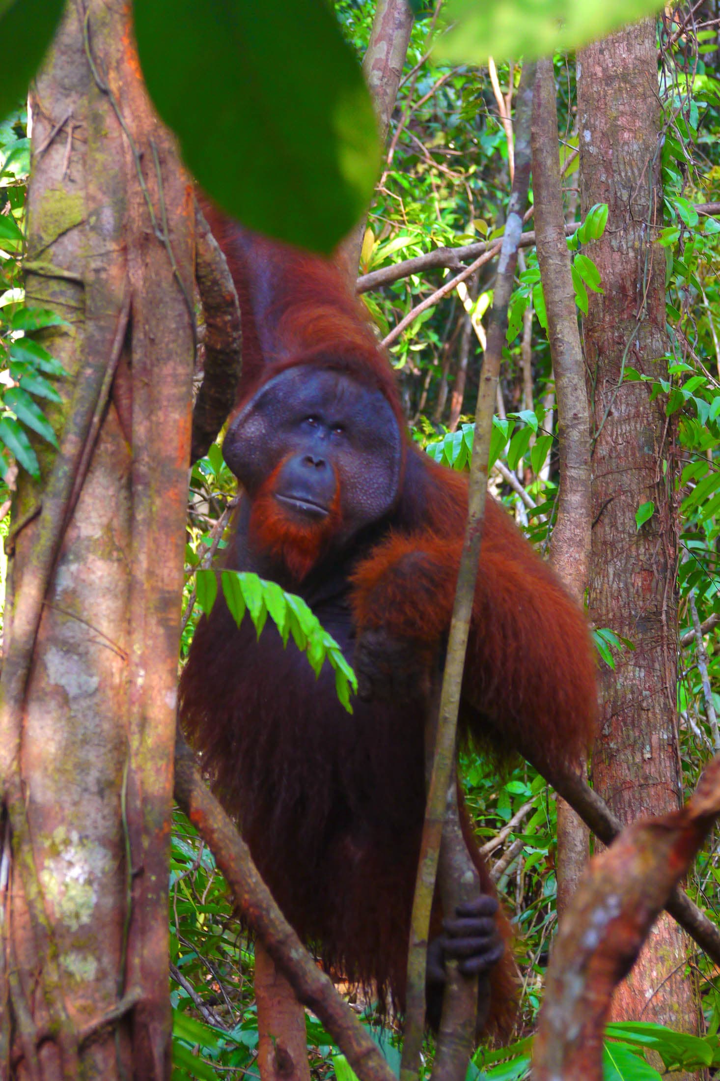 Orangutan Kalimantan